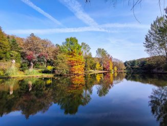 Atatürk Arboretumu gölü, ağaç yansımaları ve sonbahar renkleriyle huzurlu bir manzara